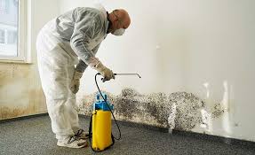 Best Mold Odor Removal Services  in Odessa, MO