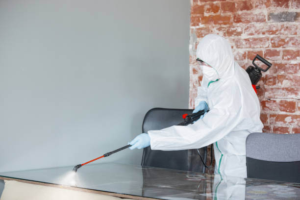 Mold Odor Removal Services in Odessa, MO