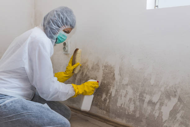 Best Water Damage & Mold Remediation  in Odessa, MO